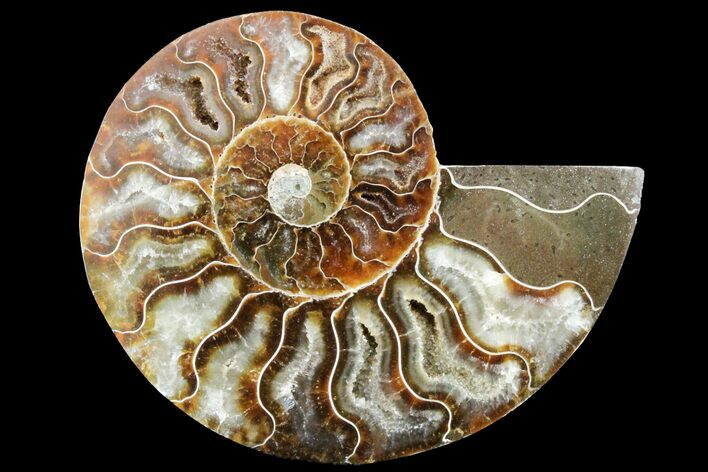 Cut & Polished Ammonite Fossil (Half) - Crystal Pockets #162151